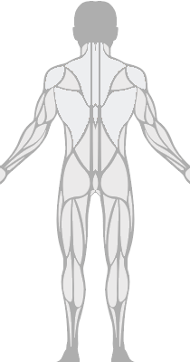 Posterior Anatomy