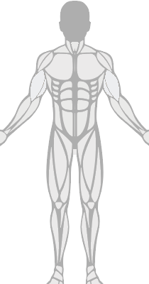 Anterior Anatomy